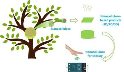 喜訊!陜西科技大學科研取得重要進展,在國際頂級期刊發表論文!